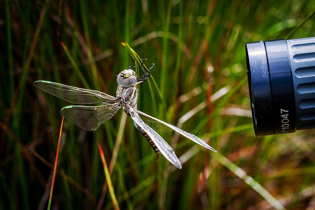 Common hawker dragonfly