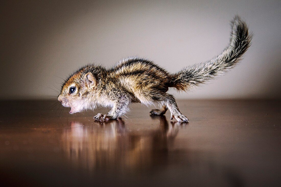Baby Indian palm squirrel