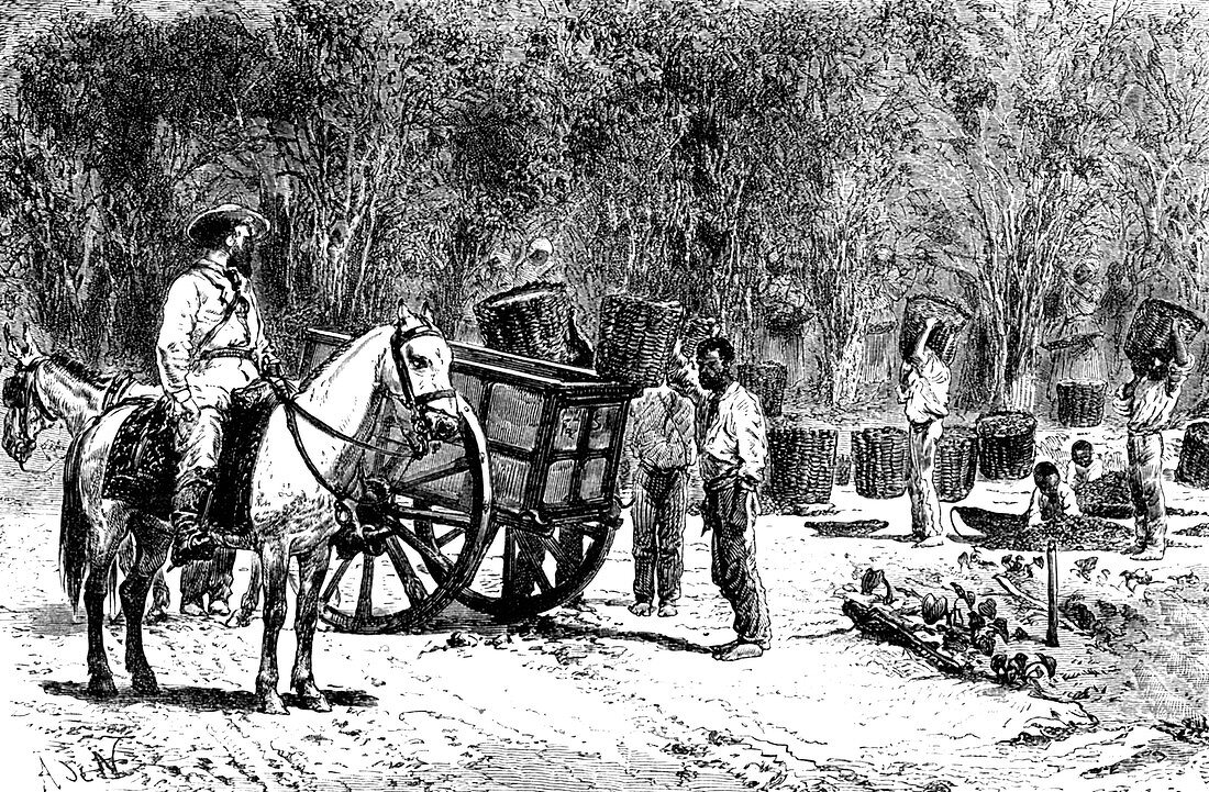 19th Century coffee farming,Brazil