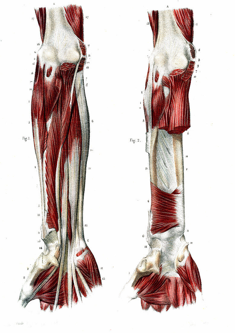 Arm muscles,19th Century illustration