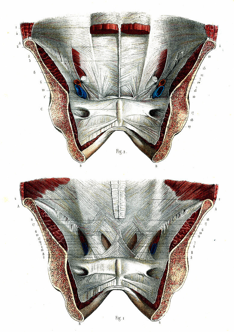 Pelvic muscles,19th Century illustration