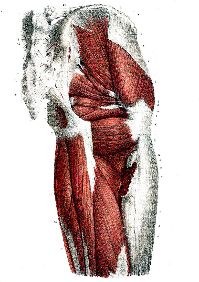 Hip muscles,19th Century illustration