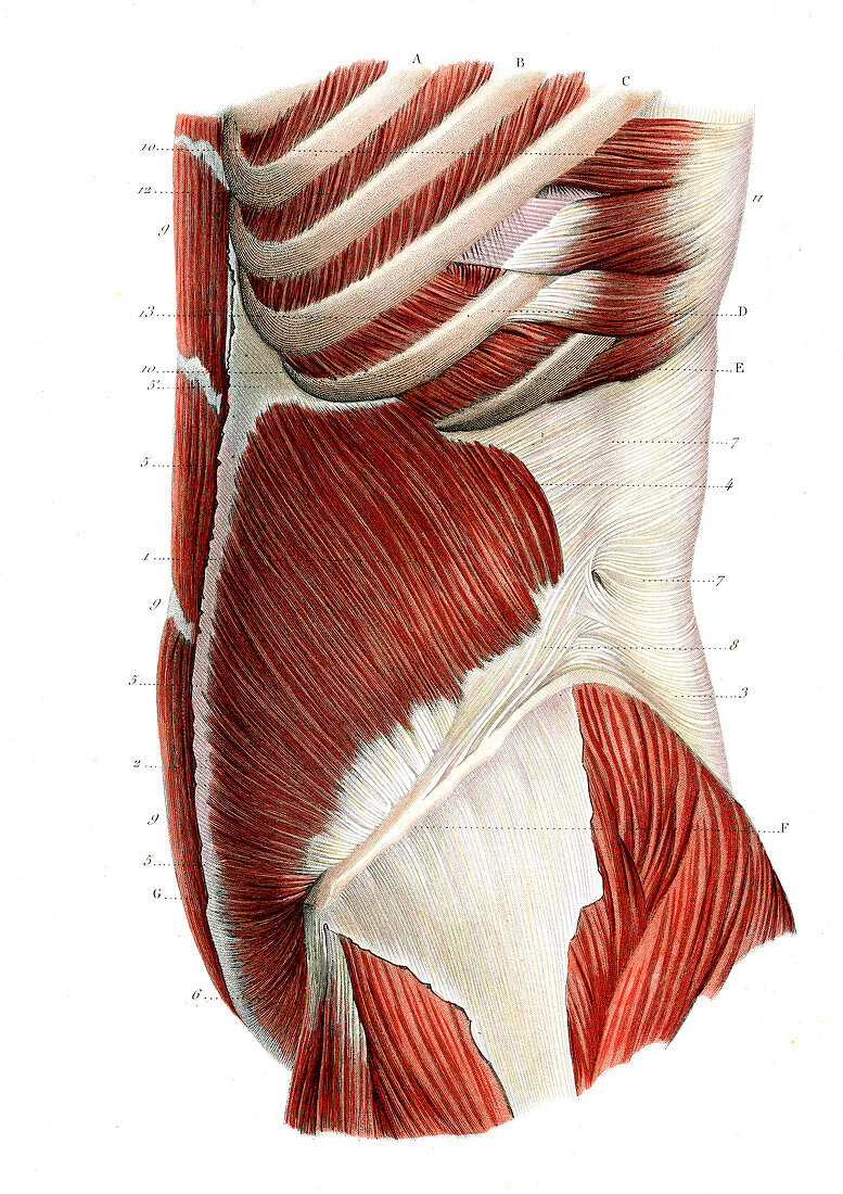 Abdominal muscles,19th C illustration