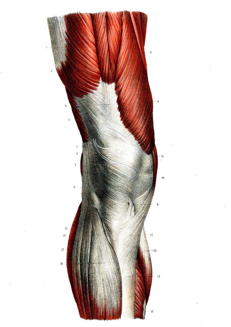 Leg and knee muscles,19th C illustration