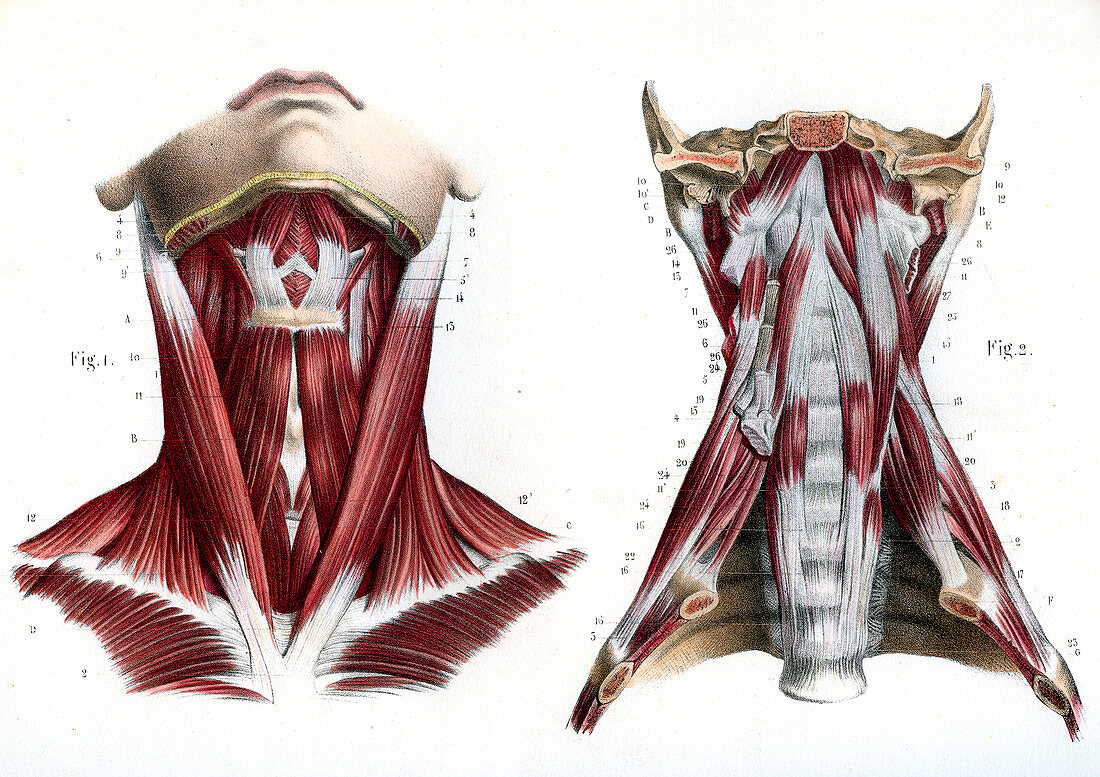 Neck muscles,19th Century illustration