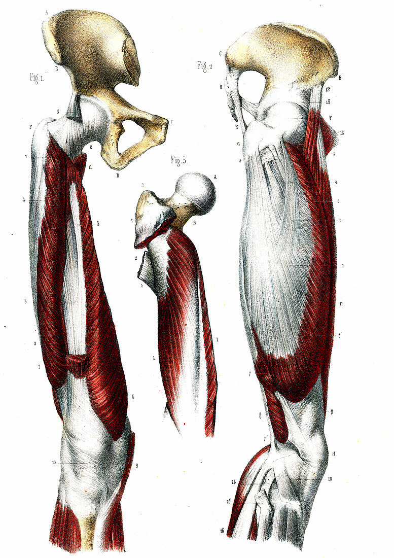 Leg joints,19th Century illustration