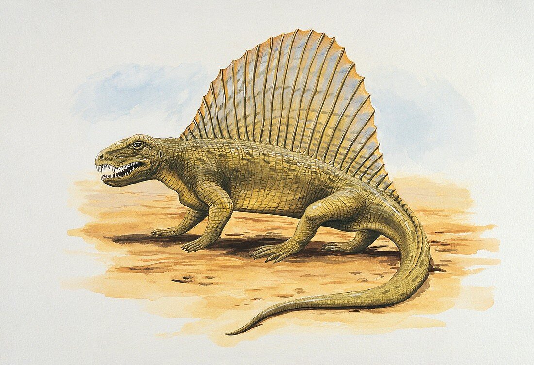 Profile of a cimetrodon,illustration