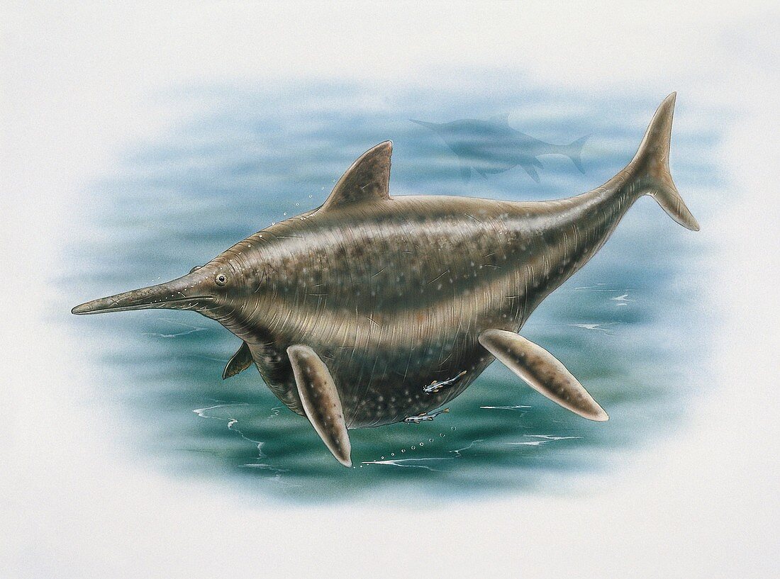 Shonisaurus in water,illustration