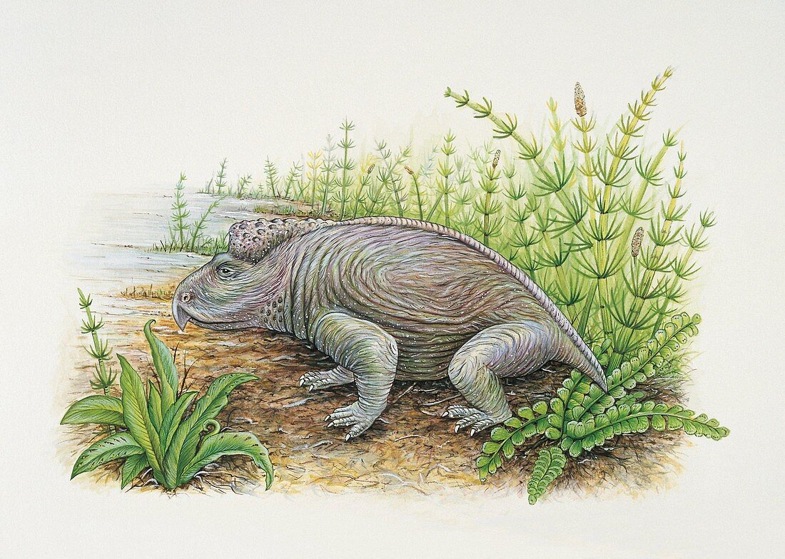 Close-up of a lizard,illustration