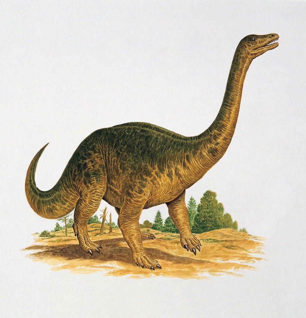 Profile of a riojasaurus,illustration