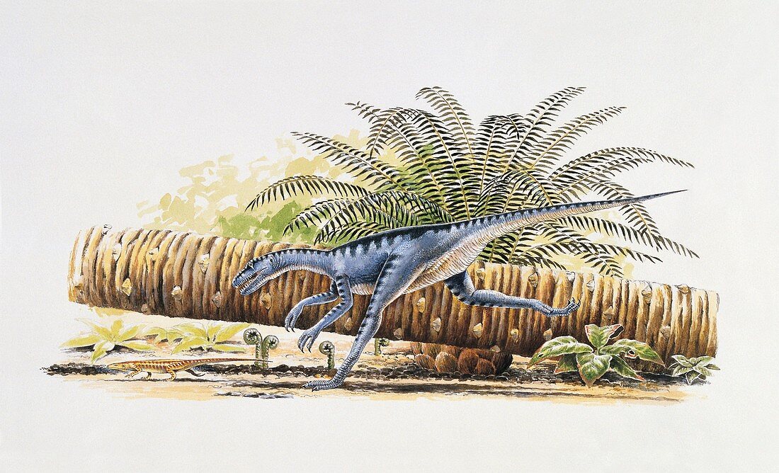 Eoraptor running,illustration
