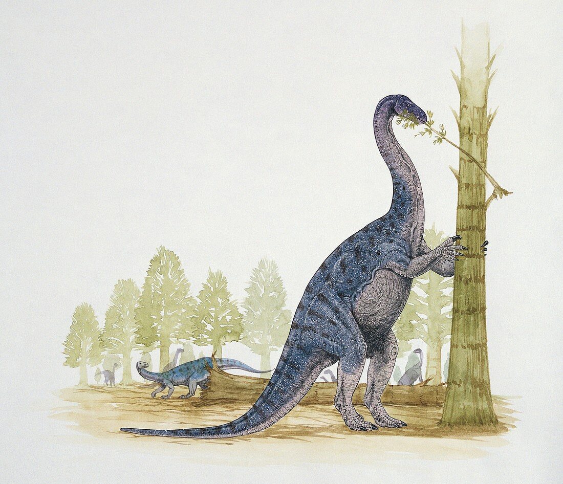 Euskelosaurus eating leaves,illustration