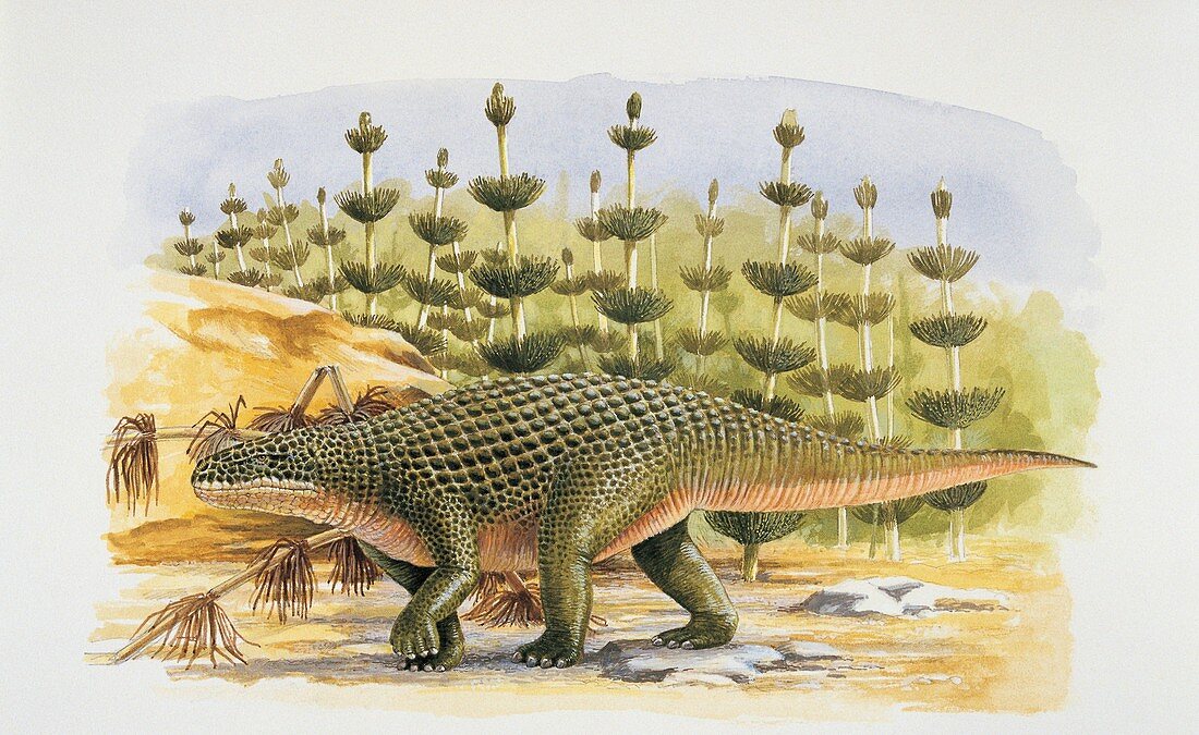 Shansisuchus walking,illustration