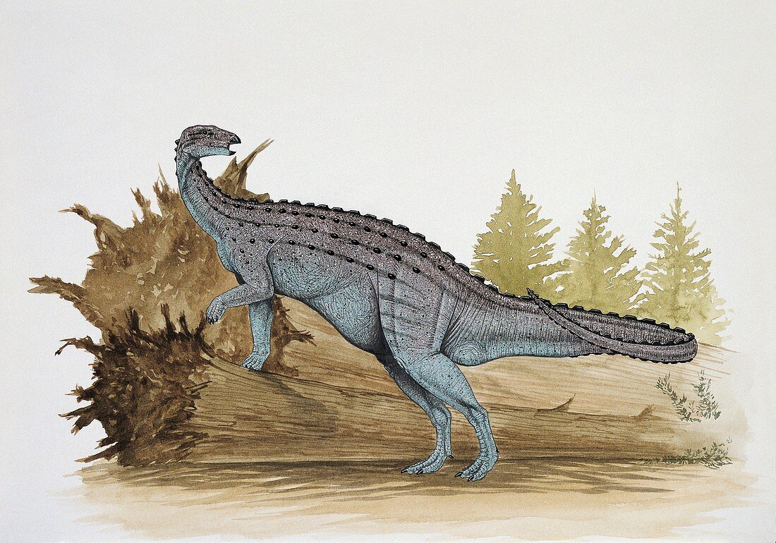 Emausaurus walking,illustration