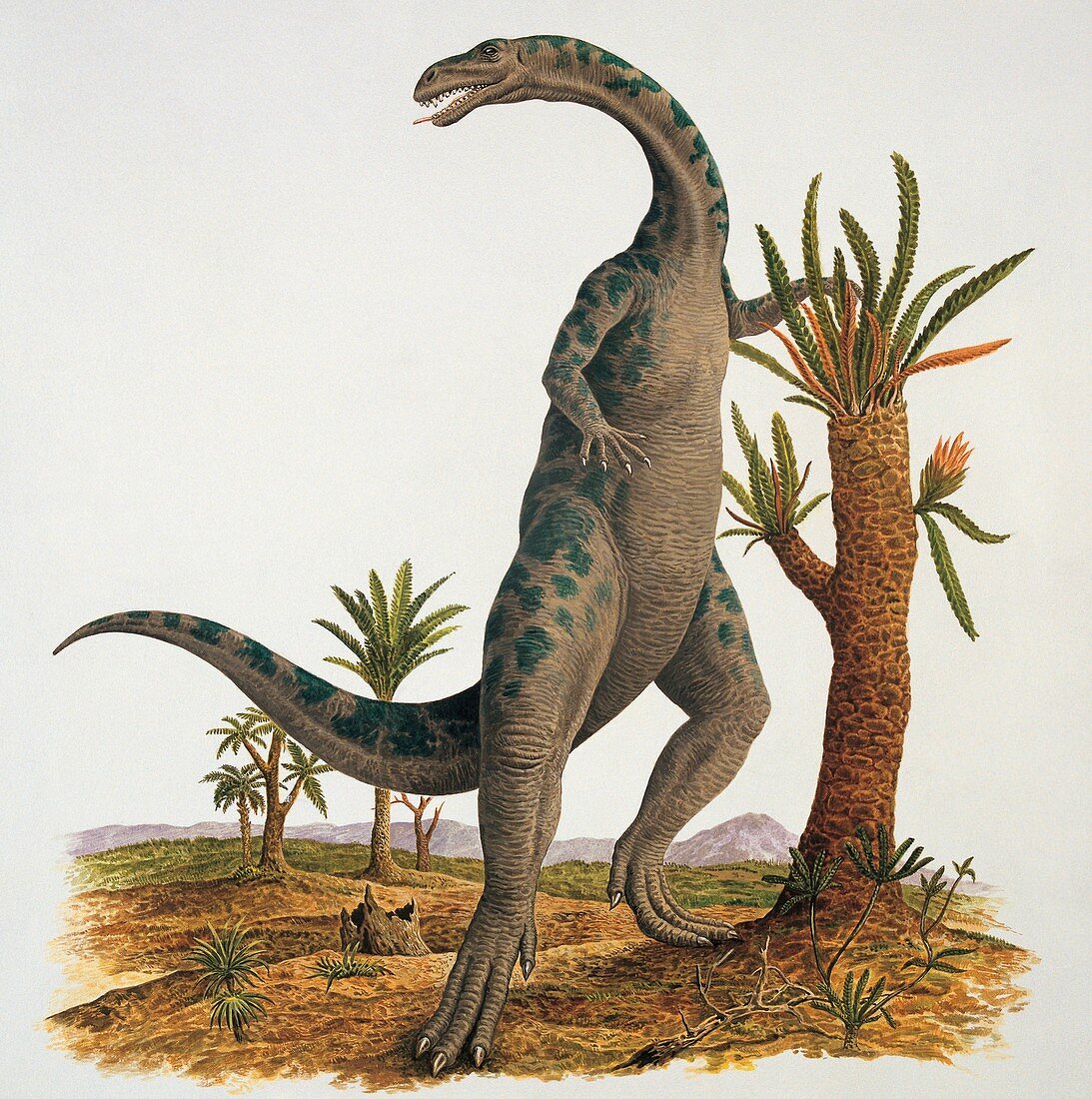 Yunnanosaurus near a tree,illustration