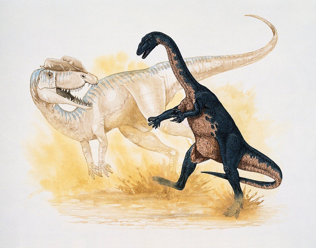 Two dinosaurs,illustration