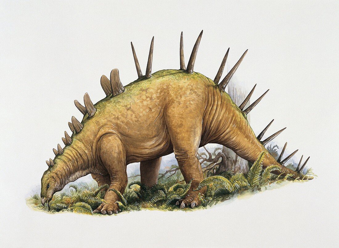 Chialingosaurus grazing,illustration