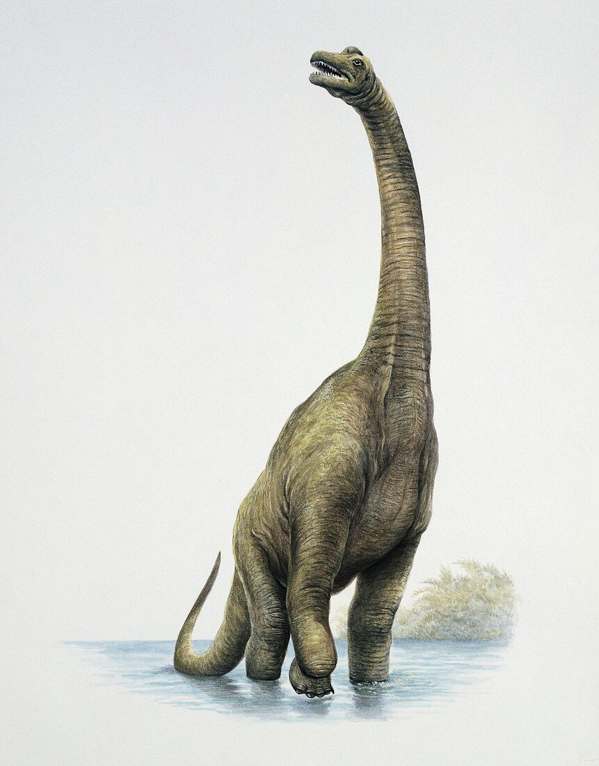 Dinosaur in water,illustration