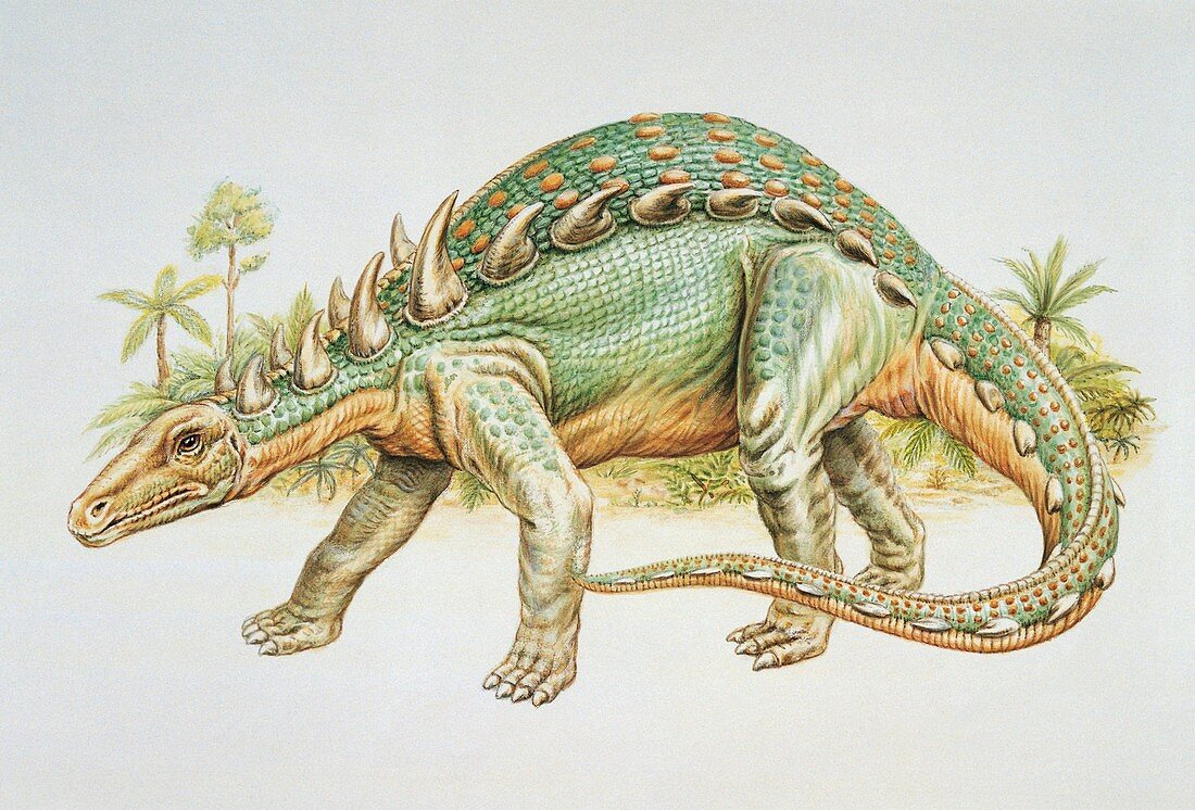 Sauropelta dinosaur,illustration