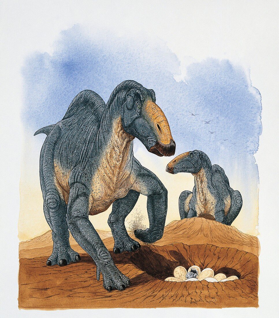 Two dinosaur on a landscape,illustration