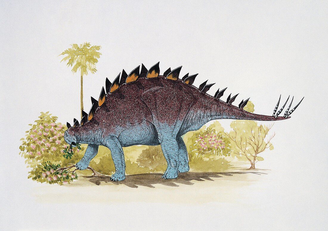 Dravidosaurus dinosaur,illustration