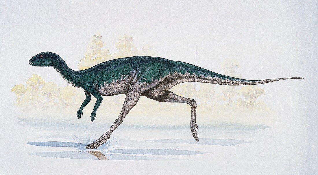 Dryosaurus dinosaur,illustration