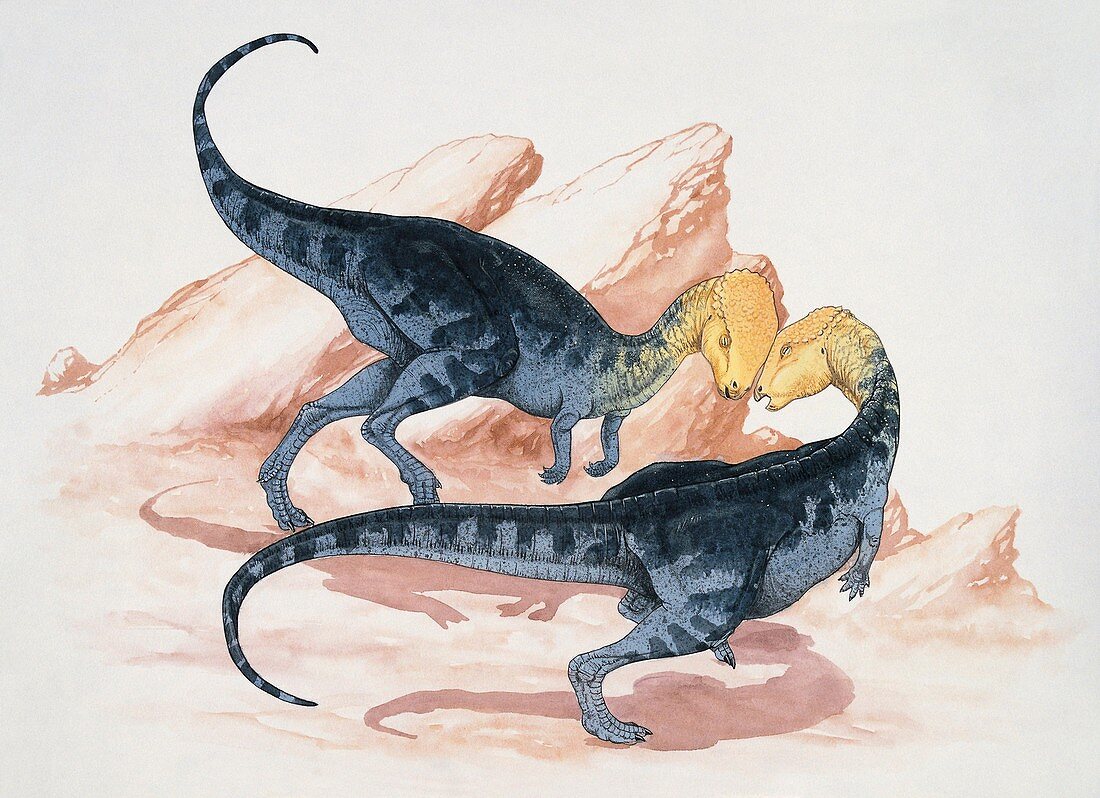 Two goyocephale dinosaurs,illustration