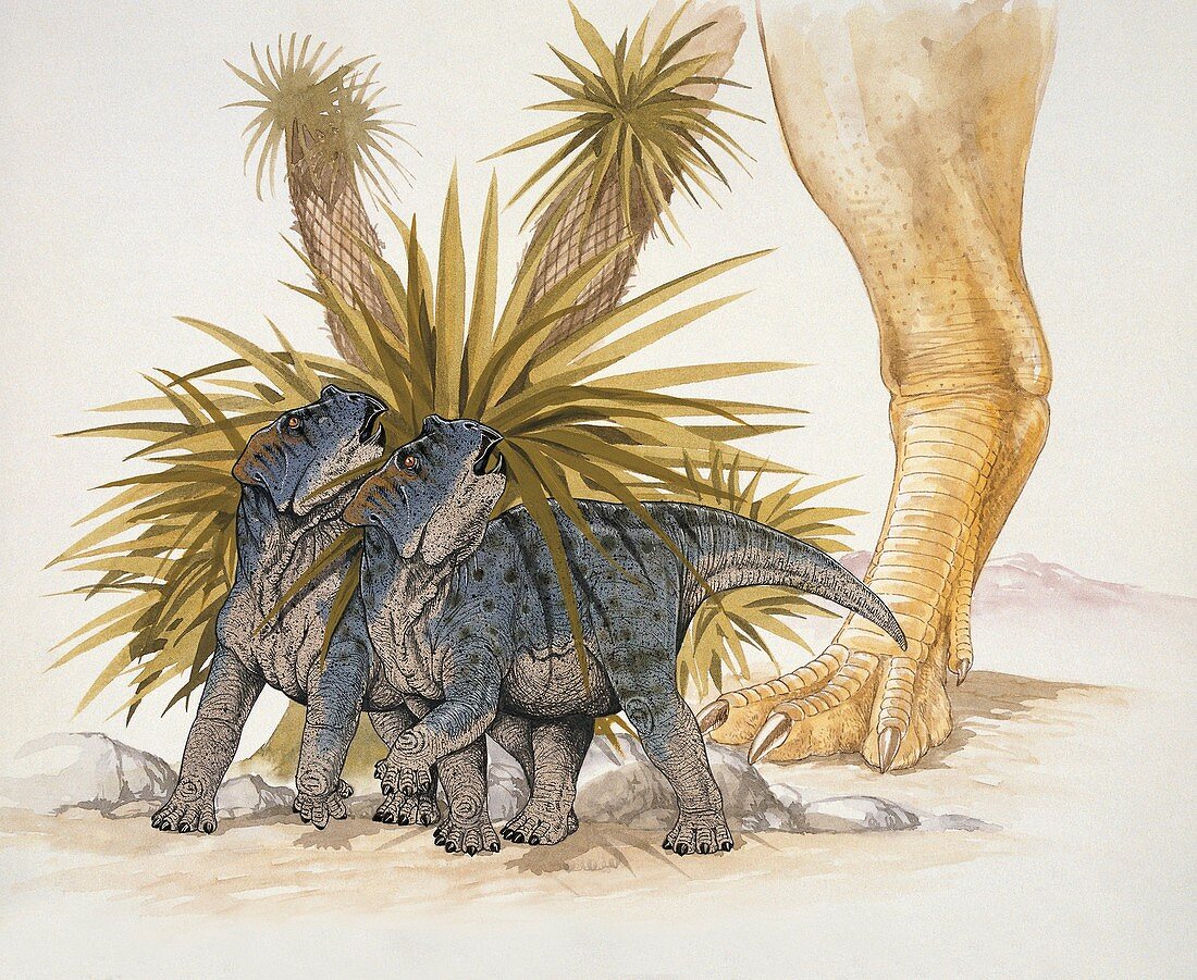 Two young dinosaurs hiding,illustration