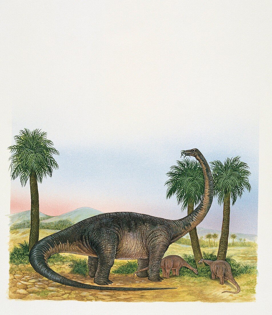 Quaesitosaurus dinosaurs,illustration