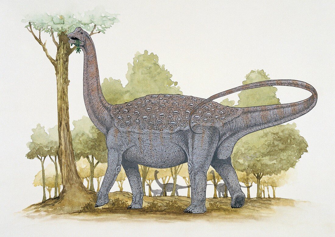 Titanosaurus dinosaur,illustration