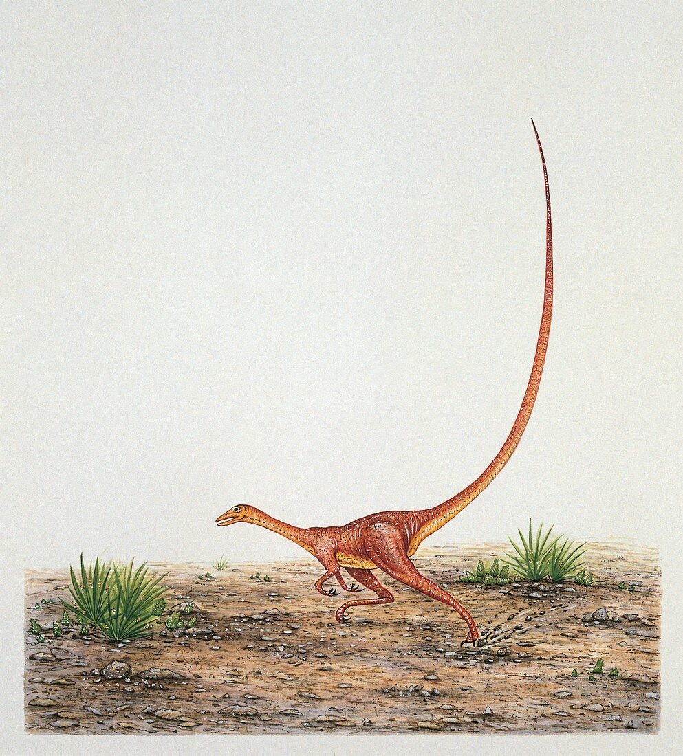 Alvarezsaurus dinosaur,illustration