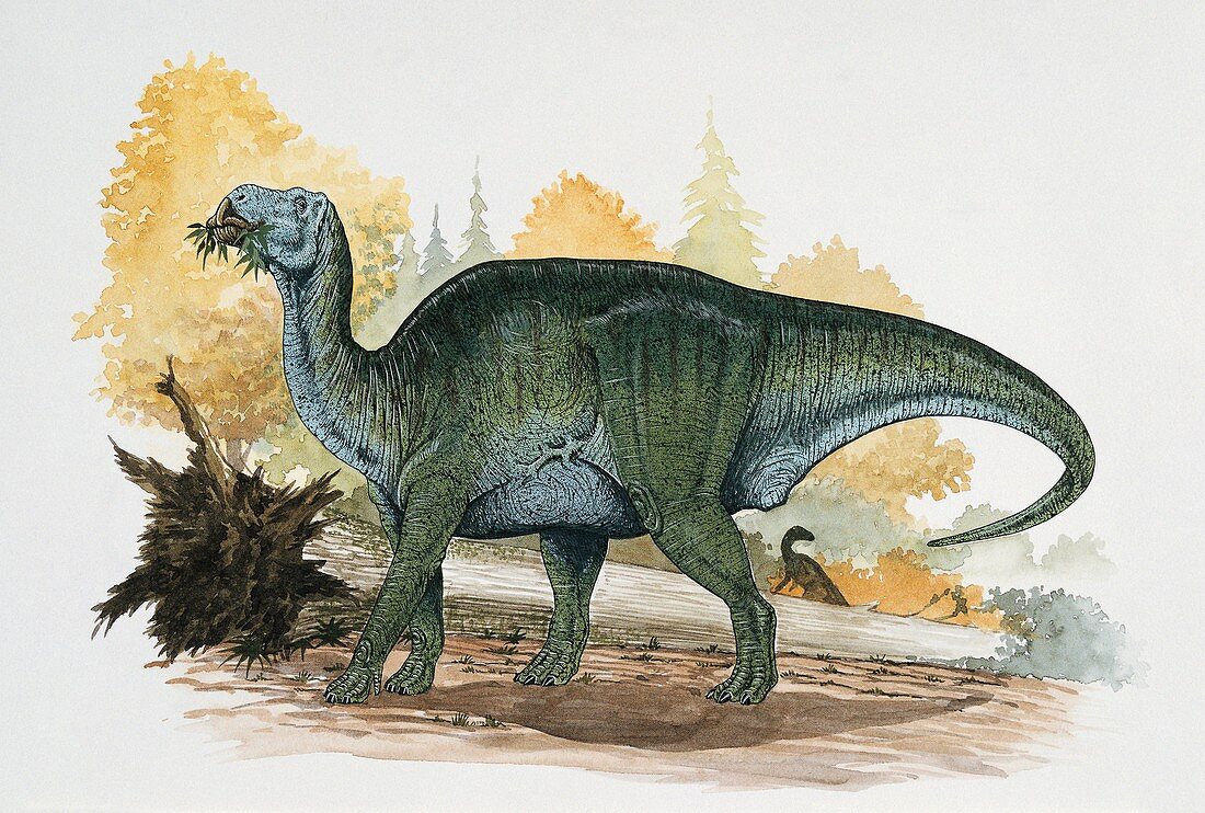 Dinosaur eating a leaf,illustration