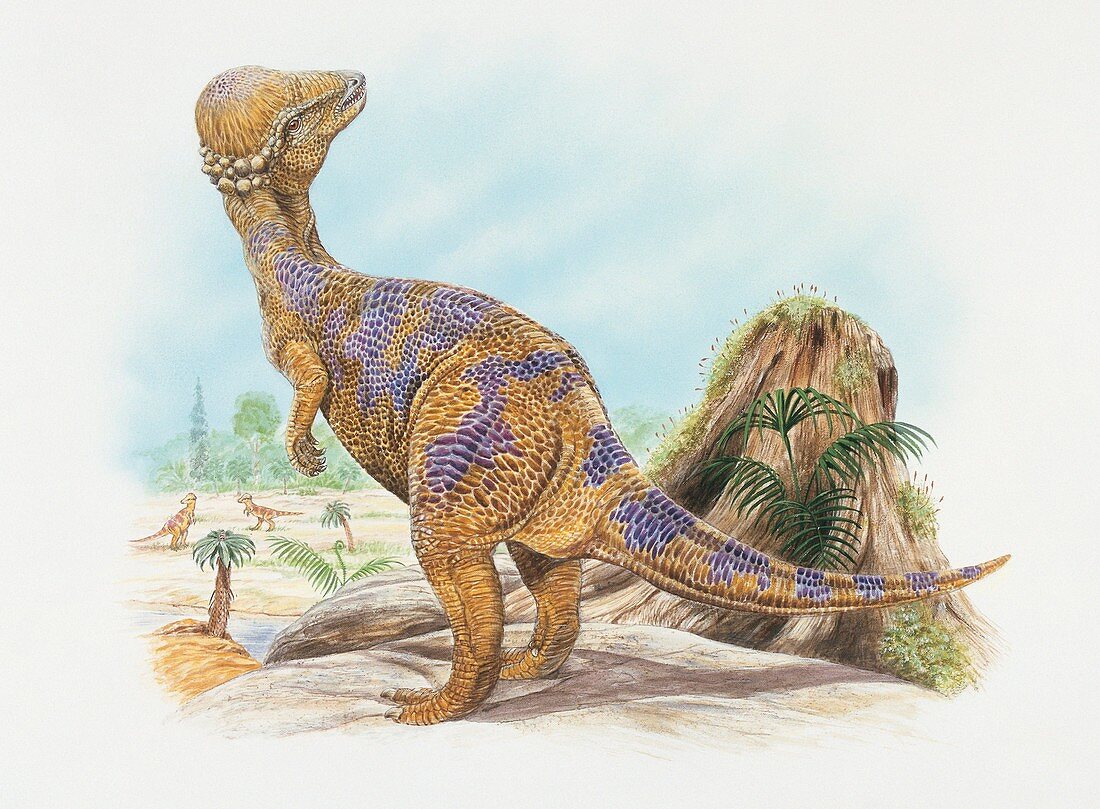 Tylocephale dinosaur,illustration
