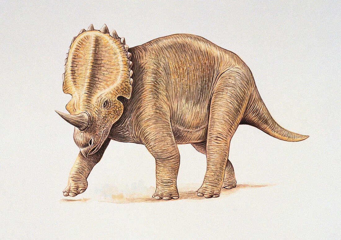 Centrosaurus dinosaur,illustration