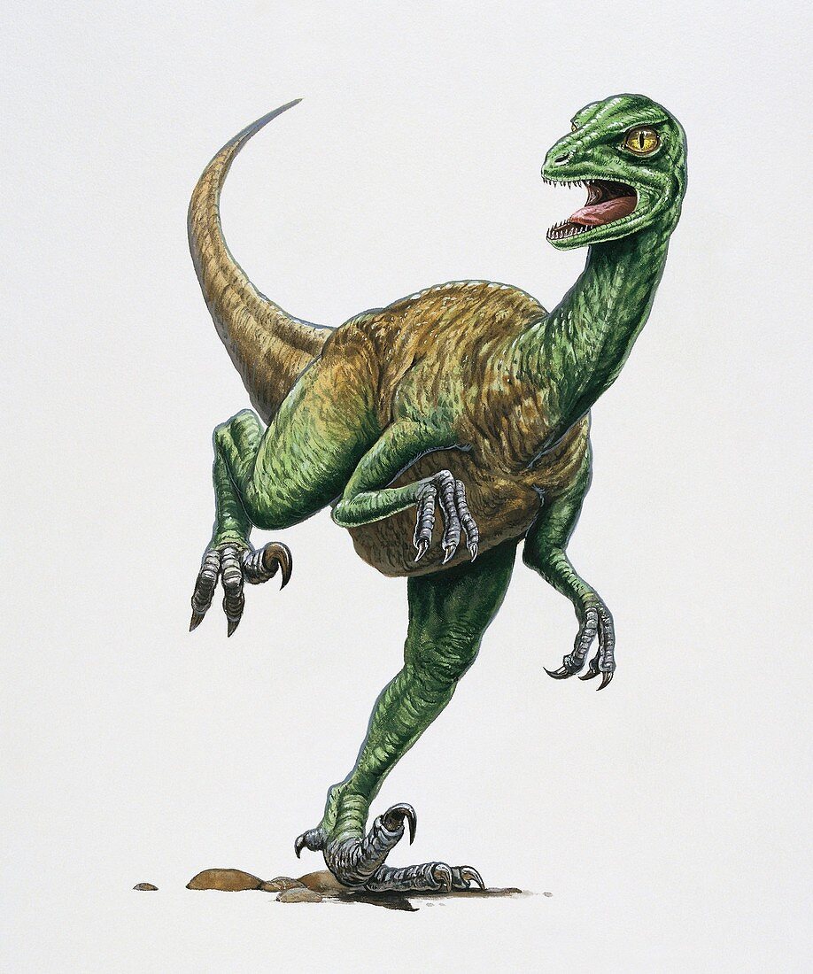 Troodon dinosaur,illustration