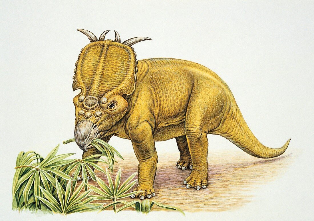 Dinosaur eating a leaf,illustration