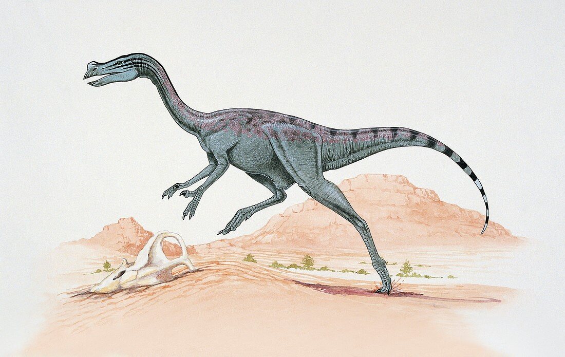 Ingenia dinosaur,illustration