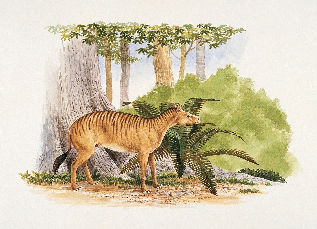 Side profile of a quagga,illustration