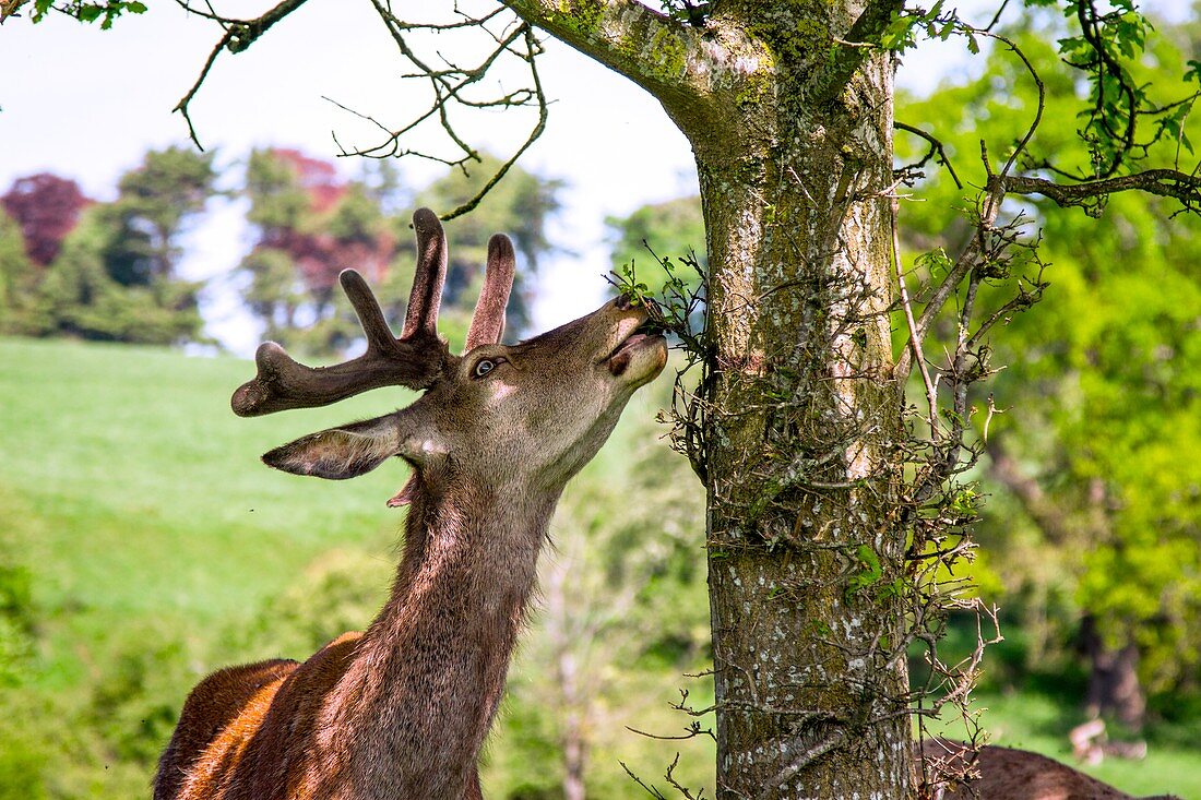 Male red deer