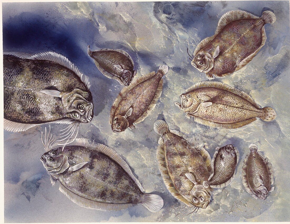 Mediterranean Flatfishes,illustration