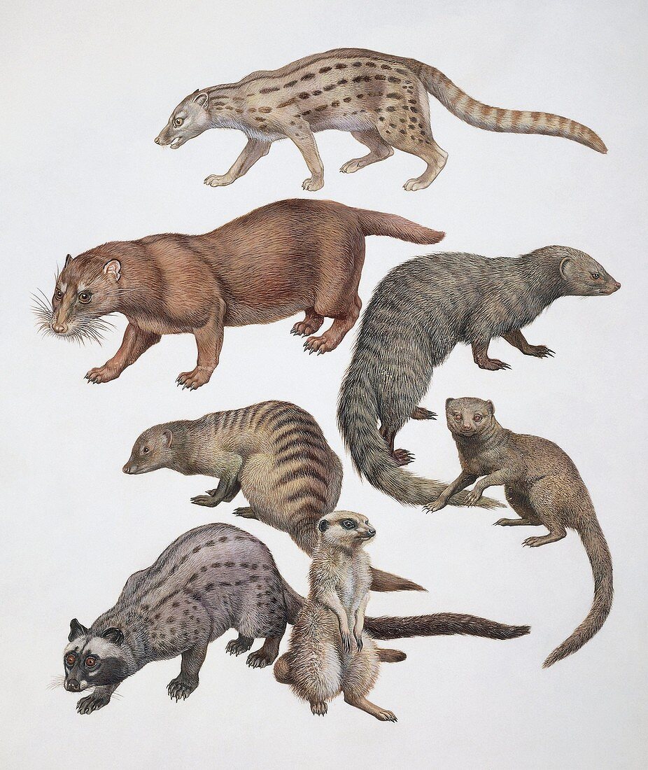 Viverridae mammals,illustration