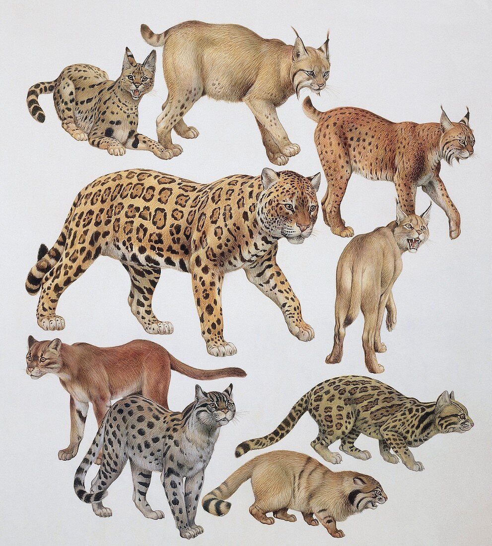 Wildcats,illustration