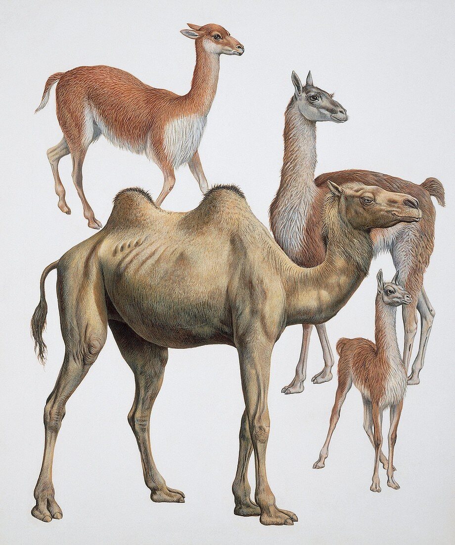 Artiodactyla camel family,illustration