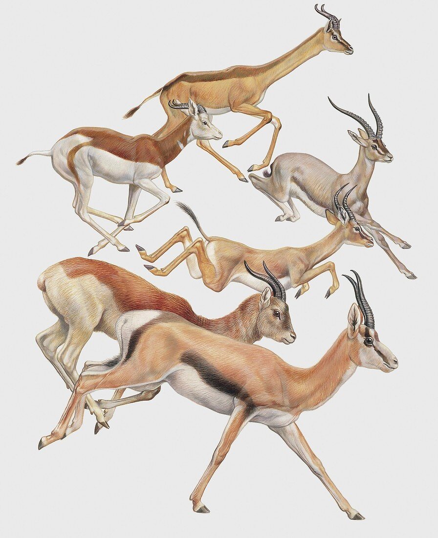 Deers running,illustration