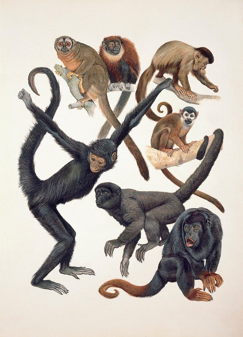 Primates,illustration