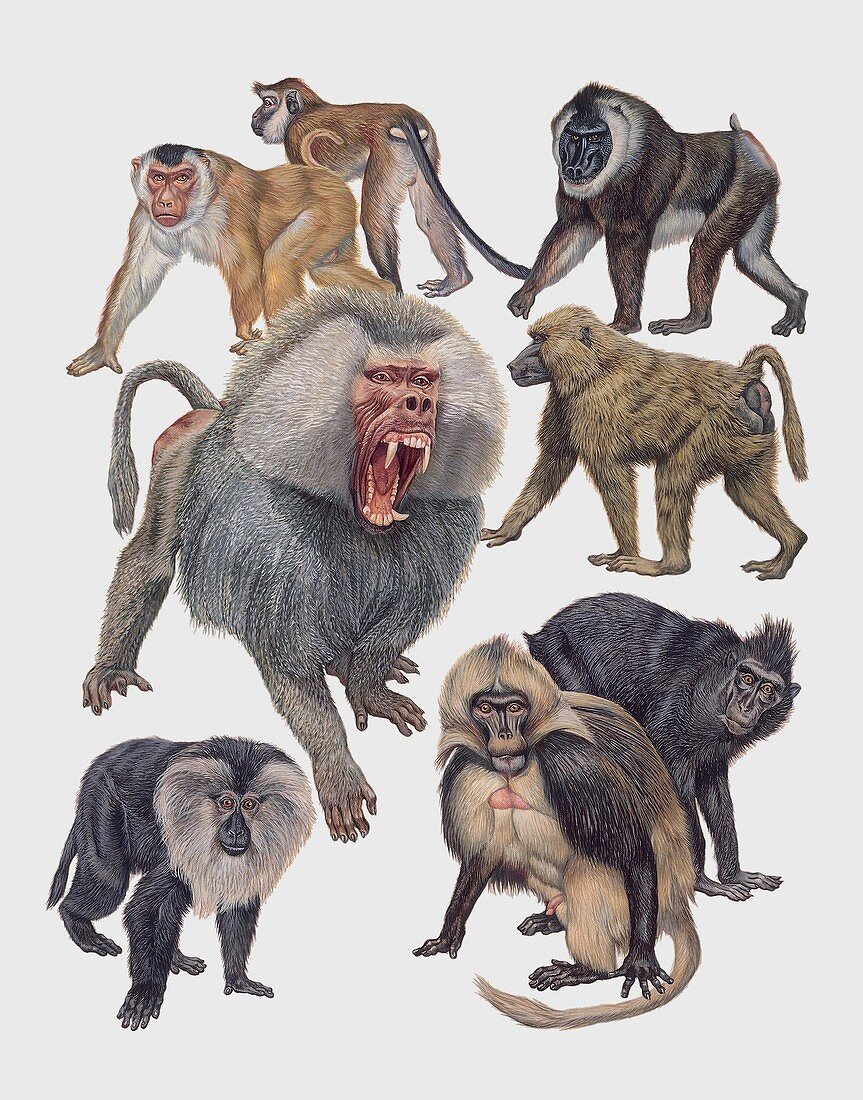 Old World monkeys,illustration