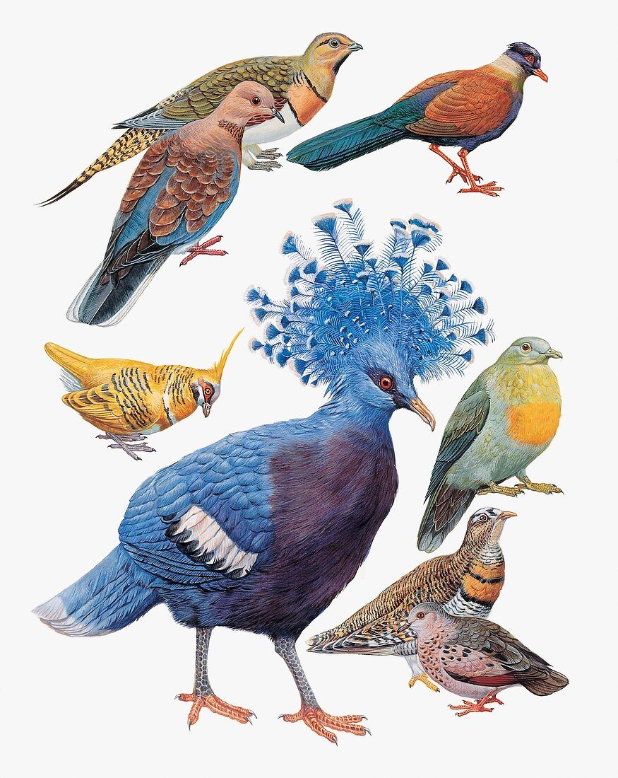 Pigeons,illustration