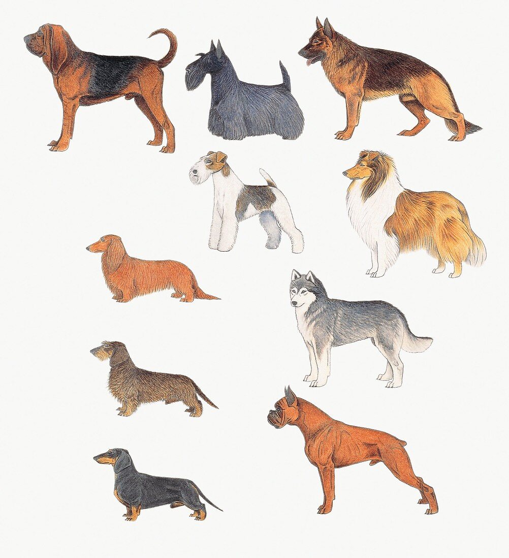 Dogs of various breeds,illustration