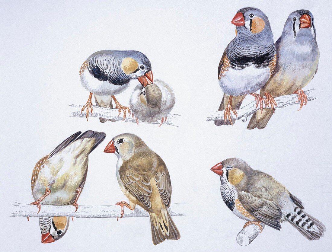 Birds,illustration