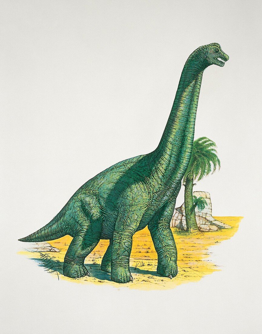 Brachiosaurus dinosaur,illustration